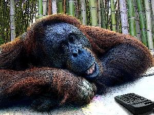 Orangutan